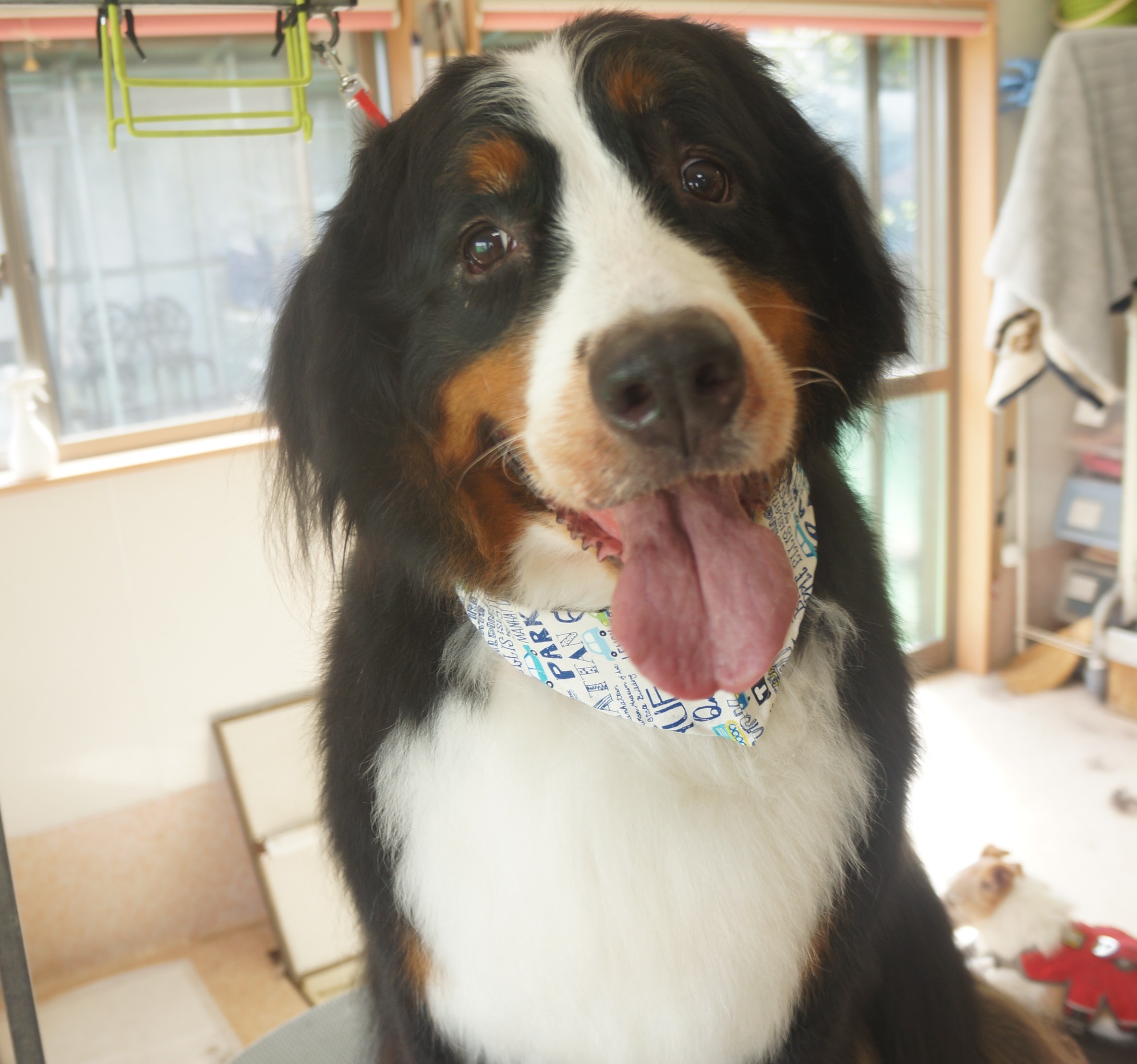 ワンちゃんの写真