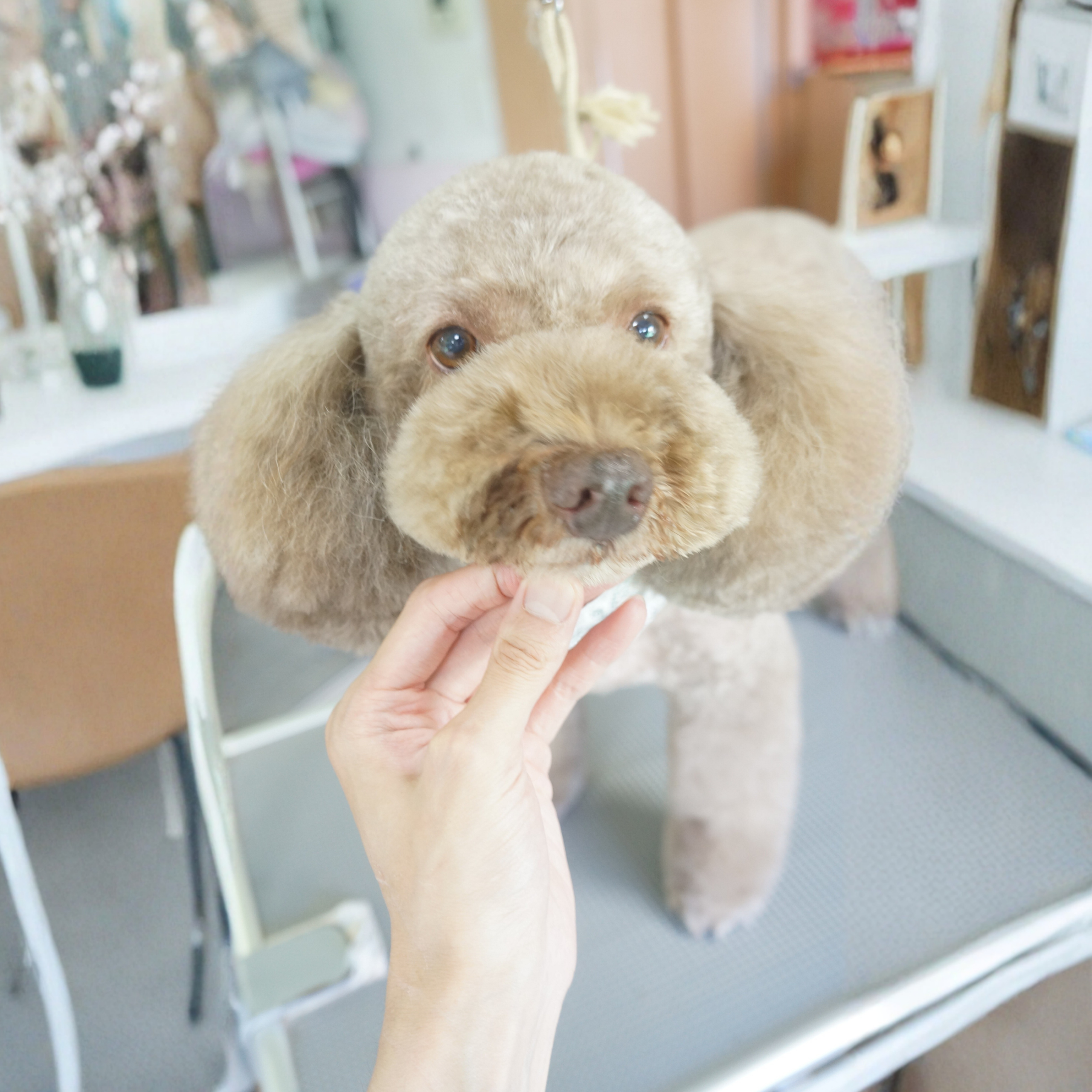 グルーミングの様子